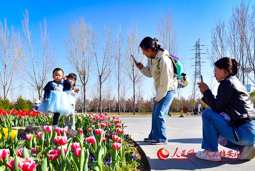 雄安悅容公園郁金香盛放，吸引了眾多游客前來踏青賞花。人民網宋燁文攝
