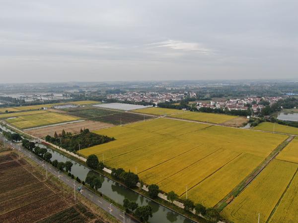 雙游村。受訪者供圖