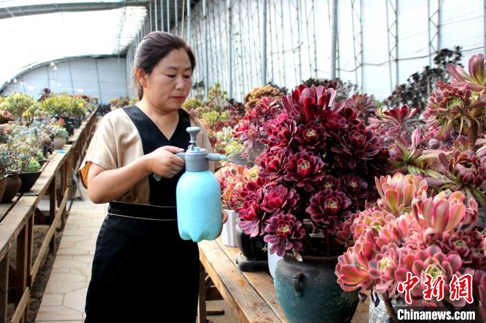 郭雪蘋對(duì)多肉進(jìn)行日常管護(hù)?！≈苡?攝